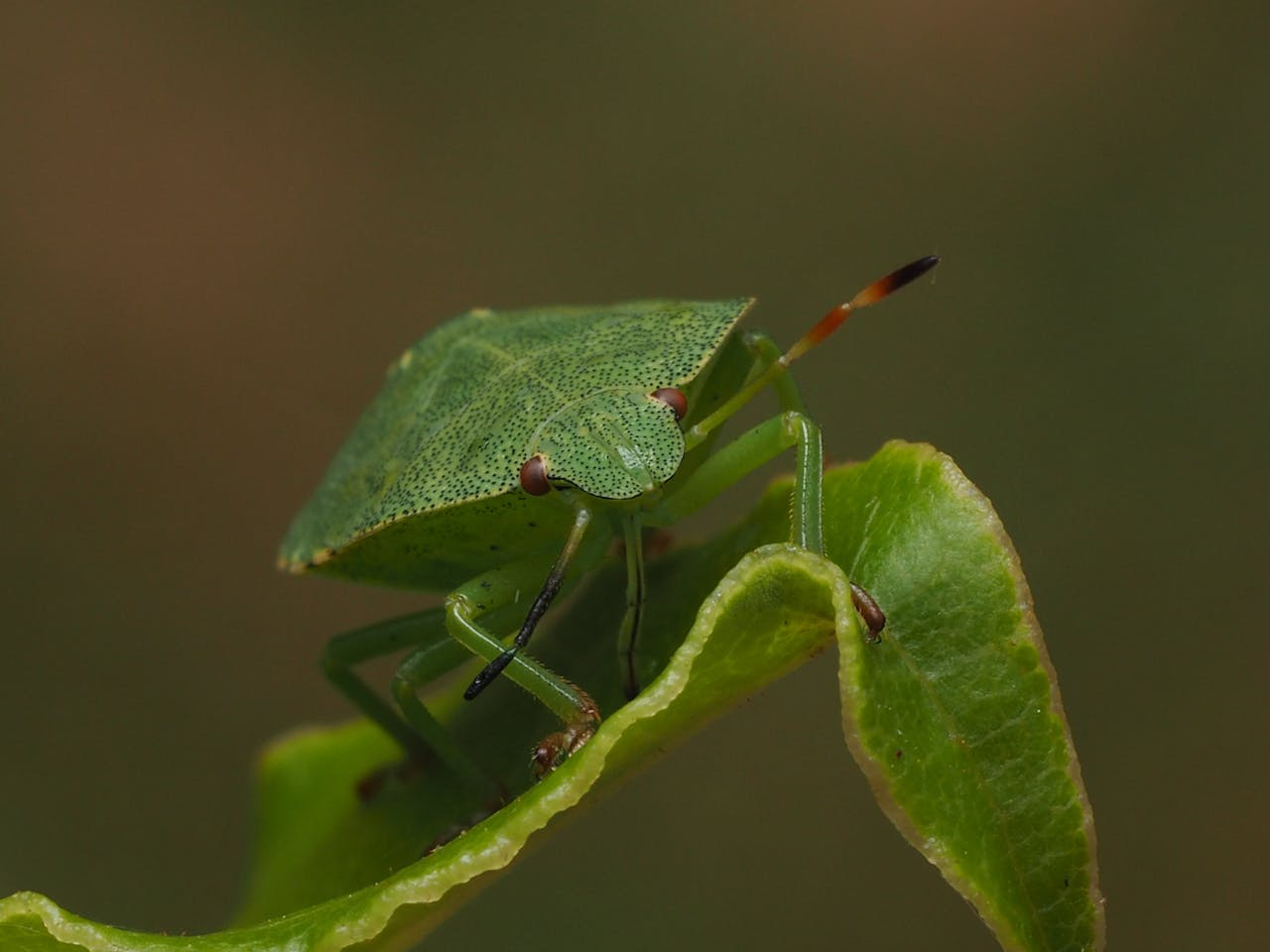 Bladluis bestrijden in je tuin: zo kom je er vanaf