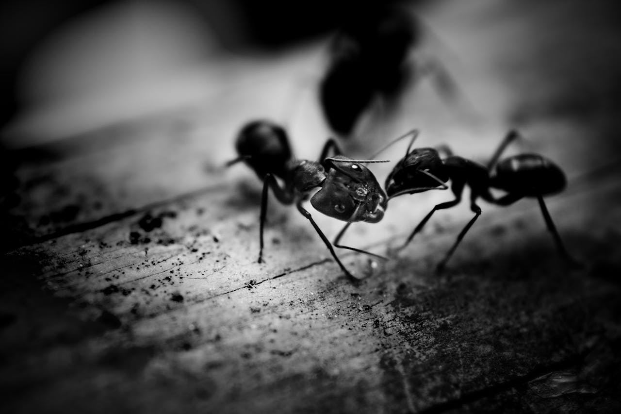 Mieren: kleine krachtpatsers uit de wereld van de insecten