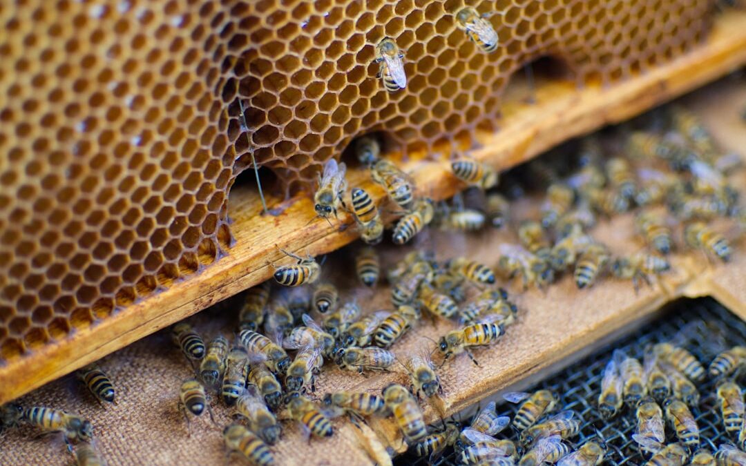 Honing: de onmisbare wintervoorraad van bijen