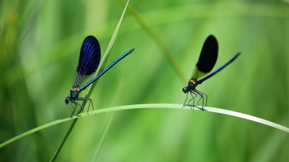 Slimme apps en AI ontcijferen insecten: de toekomst van herkenning