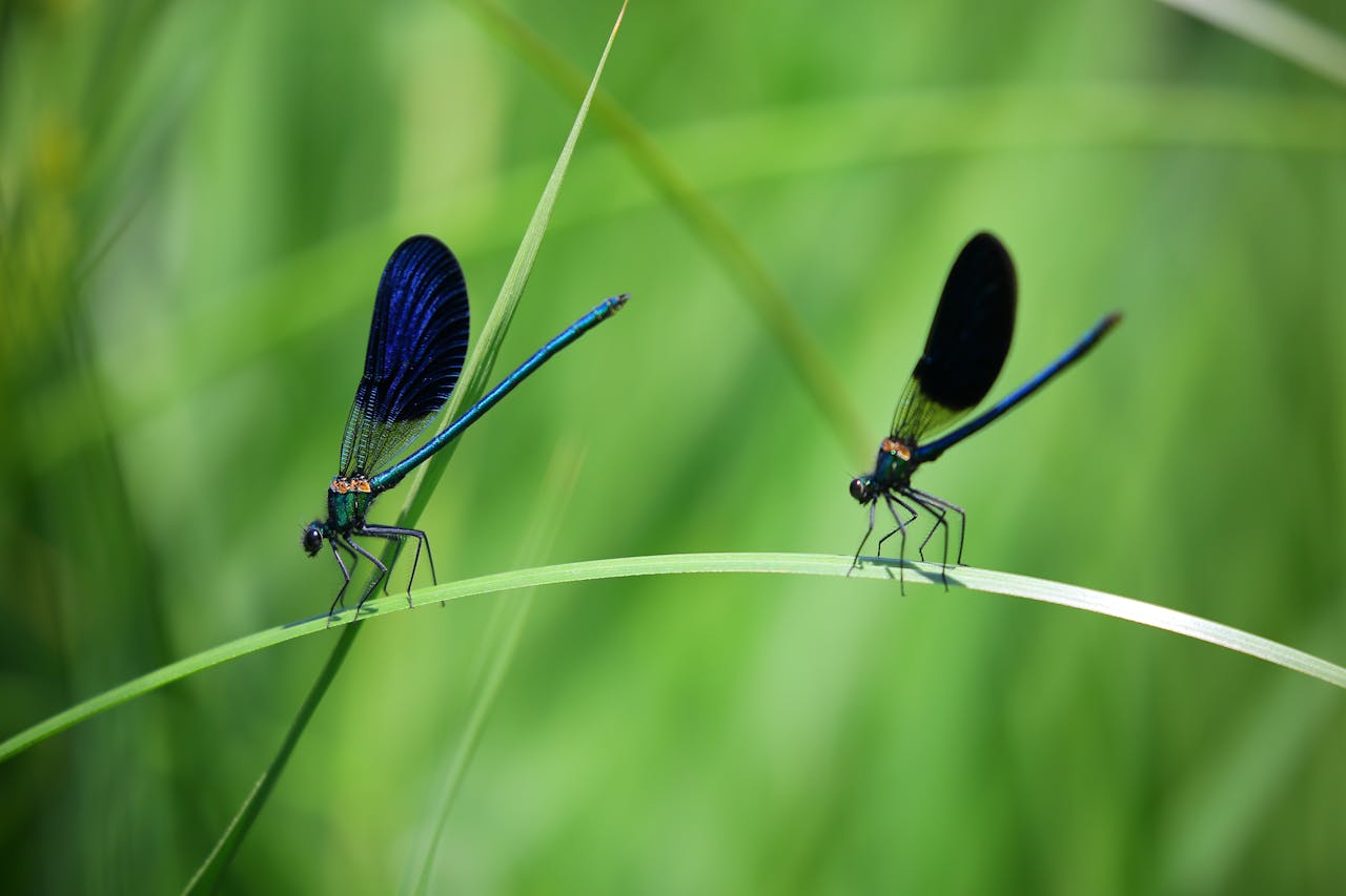 Slimme apps en AI ontcijferen insecten: de toekomst van herkenning