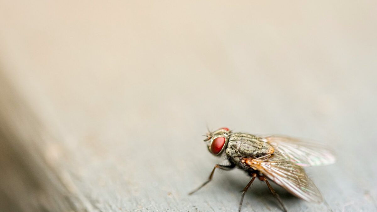 Slim omgaan met insecten in en rond je huis