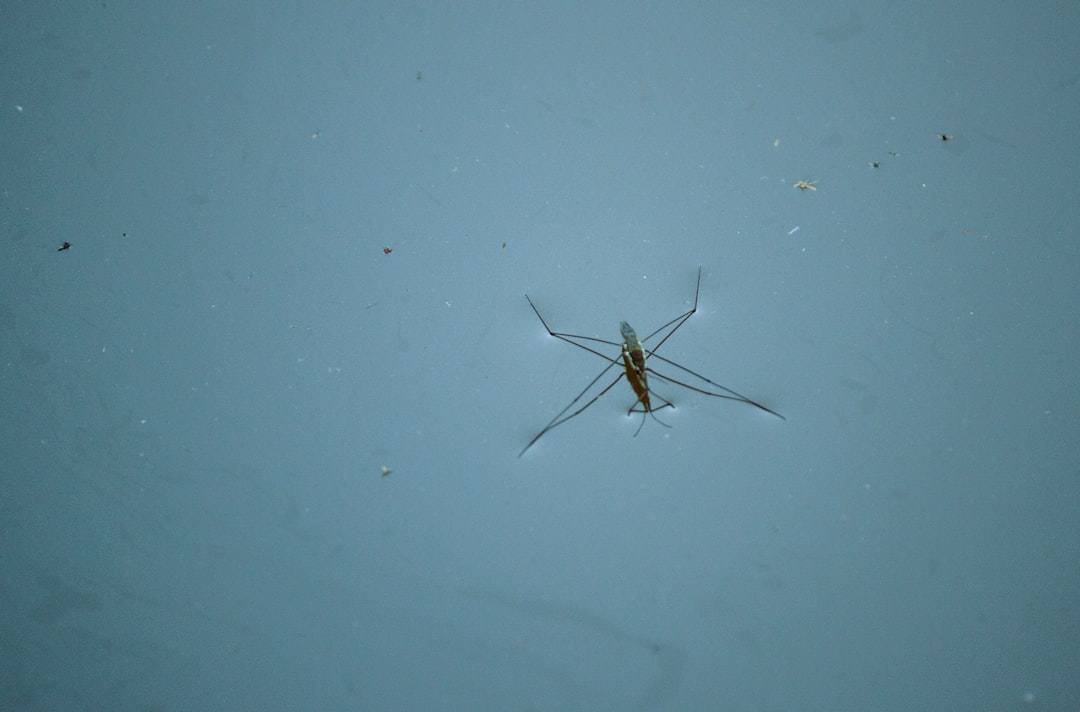 Dit trekt muggen in jouw buurt: geuren, warmte en meer